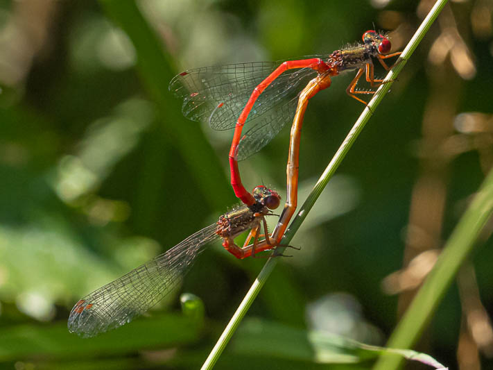 Ceriagrion tenellum in cop.jpg